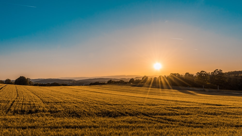 Goldenes Getreidefeld im Abendlicht kurz vor der Ernte